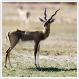 Blackbuck-28467095_s-Copyright -Mohammed Ali Farook