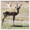 Blackbuck-28467095_s-Copyright -Mohammed Ali Farook