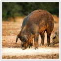 hogs-4295347_m-Copyright-Yulia-Saponova